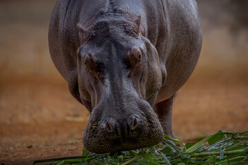 The hippopotamus (Hippopotamus amphibius) eating. Frontal portrait, extreme close up