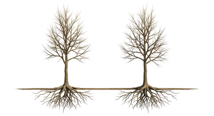 Isolated Twin Bare Trees with Intricate Root Systems and Winter Silhouette