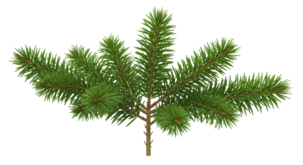 Isolated Lush Green Fir Tree Branch with Detailed Needle Texture