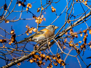 枝にとまるアトリ