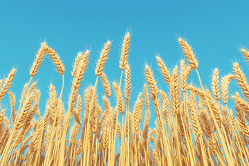 Fototapeta premium Close-up of Golden Wheat Ears against Blue Sky