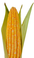 MILHO, ESPIGA DE MILHO