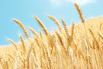 Fototapeta premium Golden Wheat Field Under Blue Sky in Summer
