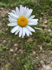 Obraz premium Daisy in the grass