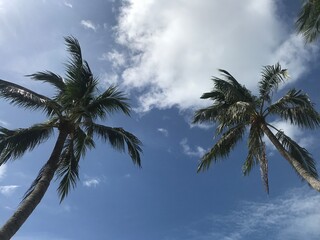 Coconut palm trees on blue sky