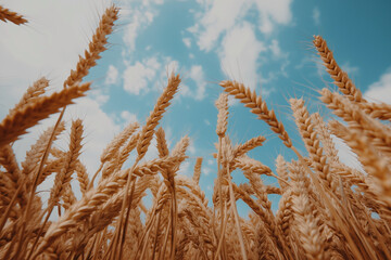 Fototapeta premium Golden Wheat Field Under Blue Sky in Summer