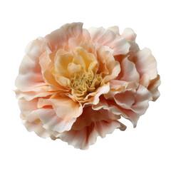 A delicate, soft peach-colored carnation with ruffled petals showcasing intricate texture and gentle color gradients.