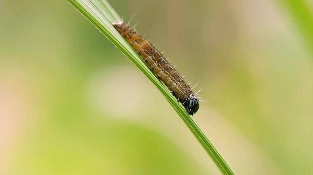 Macro of Fall Armyworm Caterpillar Crawling on Corn Leaf - Spodoptera Frugiperda Pest Infestation 4K Slow Motion