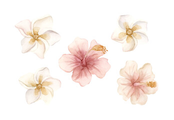 Plumeria Hibiscus Tropical Exotic Pink Flowers. African jungle plant. Watercolor summer floral isolated illustration