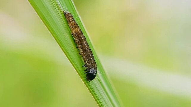 Macro of Fall Armyworm Caterpillar Eating and Damaging Maize Leaf - Agricultural Pest Concept 4K Slow Motion