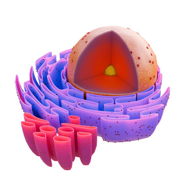 Artwork showing structure of cell nucleus