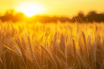Obraz premium Golden Wheat Field Background with Ripe Crops under Natural Light