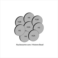 Nucleosome Core  Histone Bead Structure