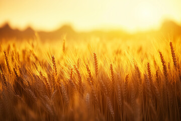 Fototapeta premium Golden Wheat Field Background with Ripe Crops under Natural Light