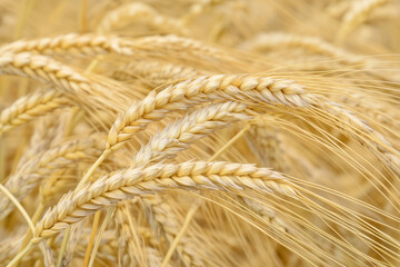 Close-Up of Ripe Wheat Ears in Golden Field under Natural Light