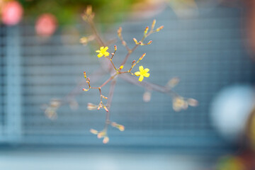 small yellow flowers on blurred gray background