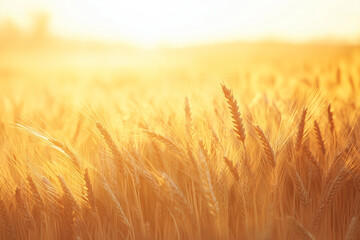 Golden Wheat Field Background with Ripe Crops under Natural Light
