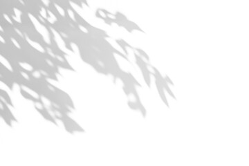 shadow overlay effects of realistic natural tree leaves shadow on wall background,Summer sunlight and shadow overlay effect,shadow for photo interior backdrop studio mockup