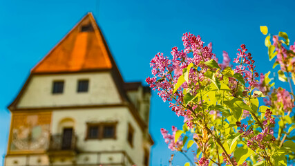 Syringa josikaea, hungarian lilac, in front of a water castle on a sunny spring day at Schoenau, Rottal Inn, Bavaria, Germany