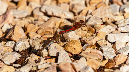 Sympetrum striolatum, Common Darter, on a sunny spring day