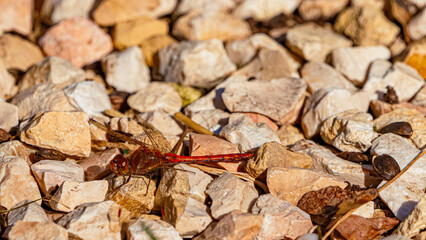 Sympetrum striolatum, Common Darter, on a sunny spring day