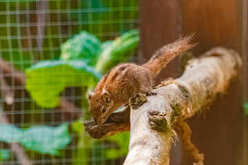 Tamiops swinhoei, Swinhoe's striped squirrel, on a sunny spring day