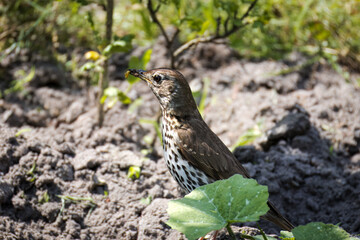 An adult Song Thrush stands on the ground, perpendicular to the camera lens, holding insects in its beak on a sunny summer day.
