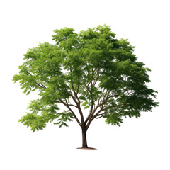  Black Locust (Robinia pseudoacacia) tree on transparent background