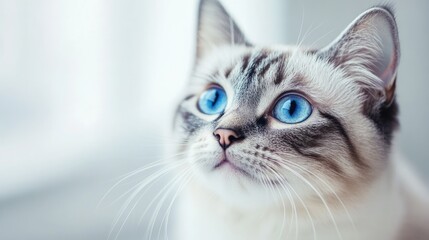 Beautiful, bright blue-eyed tabby cat gazes upwards in soft, diffused lighting
