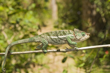Calumma globifer, Endemic, Madagascar