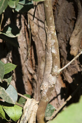 Mossy leaf-tailed gecko (Uroplatus sikorae), Endemic, Madagascar
