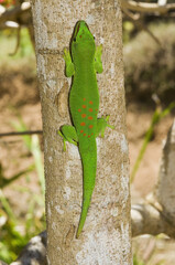 Madagascar Giant Day Gecko (Phelsuma madagascariensis grandis), Madagascar