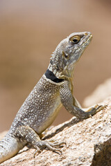 Madagascar Iguana (Oplurus cyclurus), Madagascar