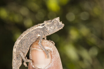 Madagascan dwarf chameleon (Brookesia minima), Madagascar