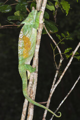 Parson's chameleon (Calumma parsonii), Andasibe-Mantadia National Park, Madagascar