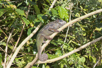 Panther Chameleon (Furcifer pardalis), Madagascar