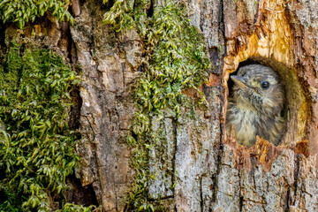 Obraz premium 巣穴から顔をだすコゲラ