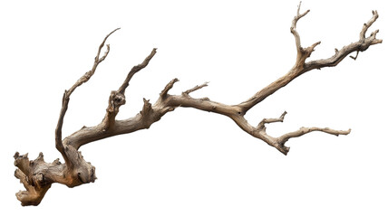 Obraz premium Weathered branch stretches elegantly against a pure white backdrop, showcasing intricate textures and the beauty of nature's artistry in a still moment.