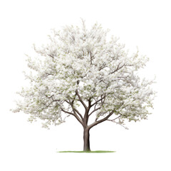 Obraz premium Bradford Pear (Pyrus calleryana) tree on transparent background