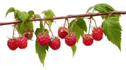  Branch of ripe raspberries hanging on transparent background