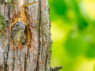 Obraz premium 巣穴から顔をだすコゲラ