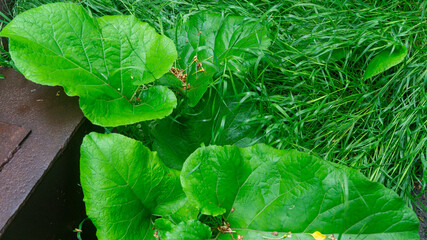Wet grass and large burdocks after rain near an iron object