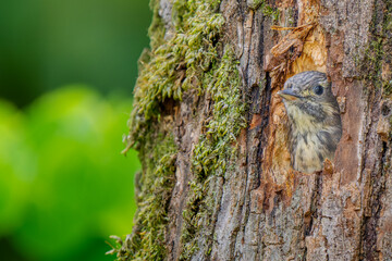 Obraz premium 巣穴から顔をだすコゲラ