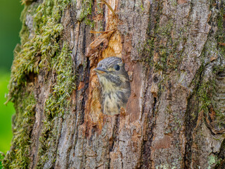 Obraz premium 巣穴から顔をだすコゲラ