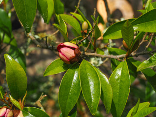 Magnolia figo or Michelia figo, small fragrant creamy purple flower bud and glossy-green leaves, close up. Port wine magnolia is evergreen tree, ornamental flowering plant of the family Magnoliaceae.
