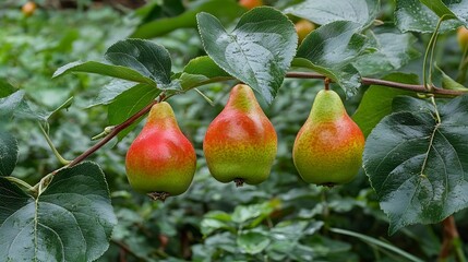 Three Ripe Pears Hanging on Branch Lush Green Leaves