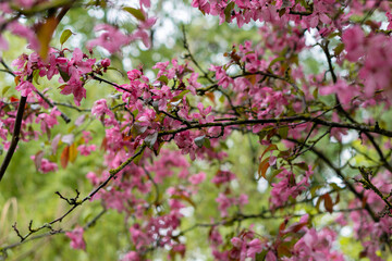 A branch of delicate pink blossoms with raindrops glistening on their petals, set against a soft green background, capturing the serene beauty of spring