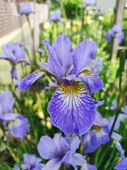 blue iris flower