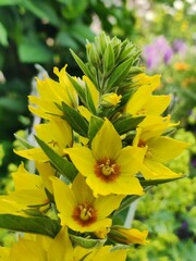 yellow flowers in the garden