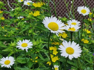 daisies in the garden